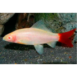 Labeo Bicolor Albino Peq