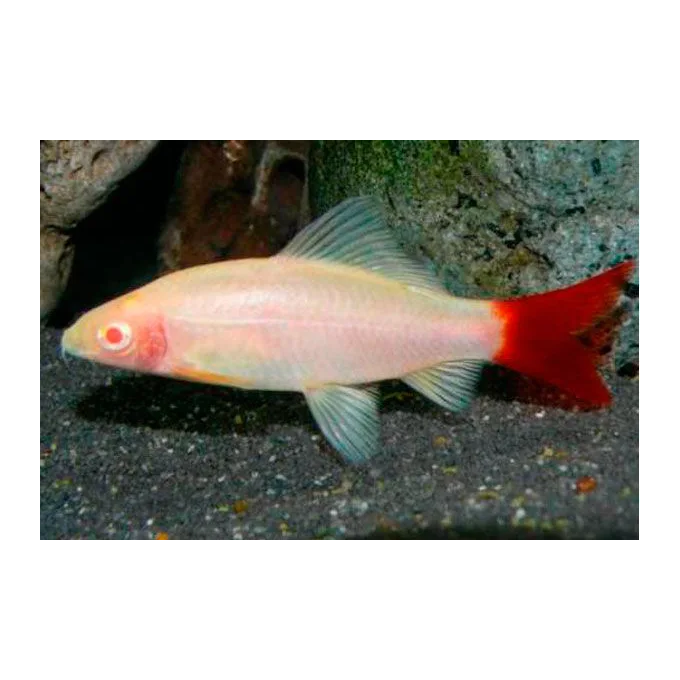 Labeo Bicolor Albino Peq