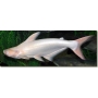 Pangasius Albino md