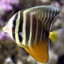 tang sailfin md