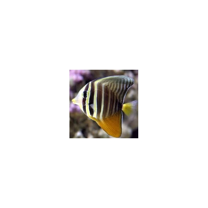 tang sailfin md