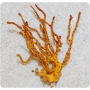 gorgonia orange