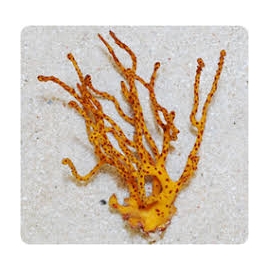 gorgonia orange