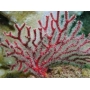 gorgonia red