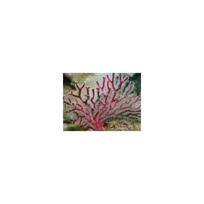 gorgonia red
