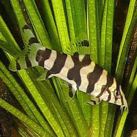 Botia histrionica gr