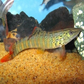 Botia siam tiger