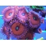 coral zoanthus people eater pq