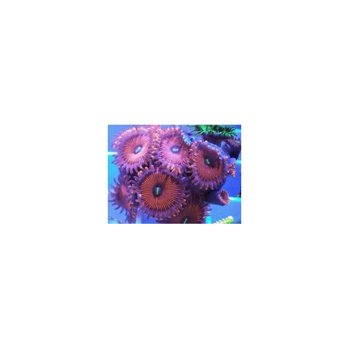 coral zoanthus people eater pq