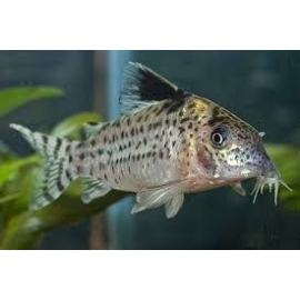 Corydora Schuwartzi 