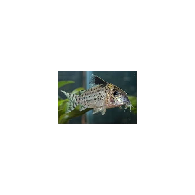 Corydora Schuwartzi 