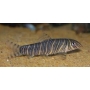 Botia Striata