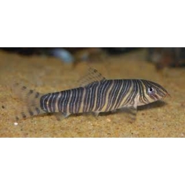 Botia Striata