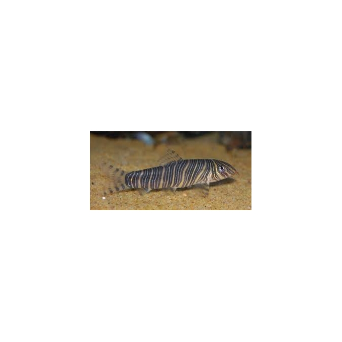 Botia Striata