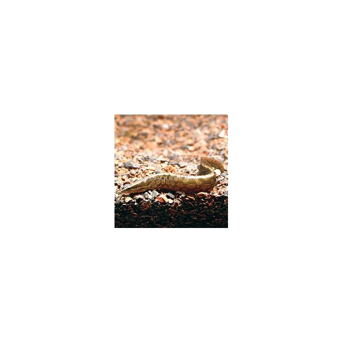 MOREIA TYRETRACK EEL 20-25CM