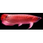 ARUANA  SUPER RED 18 CM
