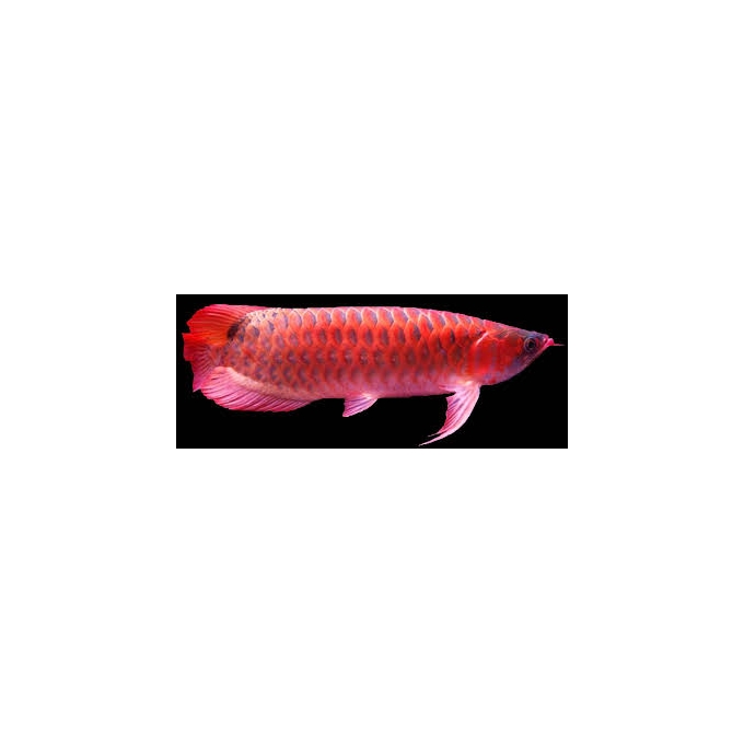 ARUANA  SUPER RED 18 CM