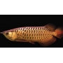 ARUANA  HIGH BACK GOLDEN  25 CM