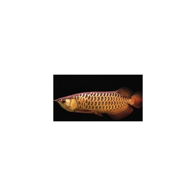 ARUANA  HIGH BACK GOLDEN  25 CM