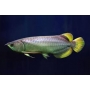 ARUANA  BANJAR PRATA 15 CM