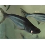 PANGASIUS COMUM MTZ