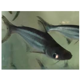 PANGASIUS COMUM MTZ