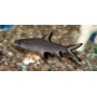 balashark pq