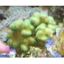 coral stylophora green md