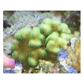 coral stylophora green md