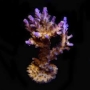 coral acropora valida pq