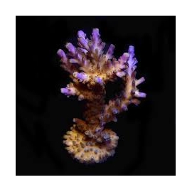coral acropora valida pq