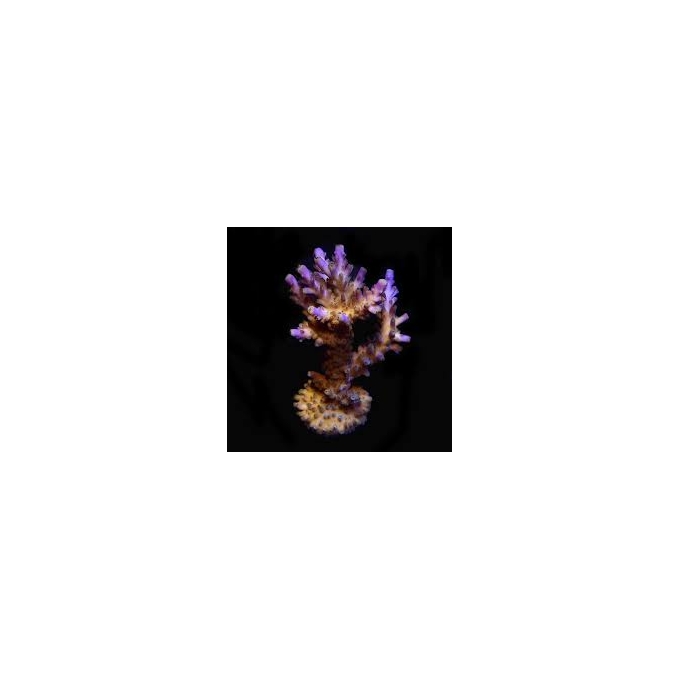 coral acropora valida pq