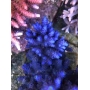 coral acropora tennius blue pq