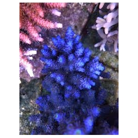 coral acropora tennius blue pq
