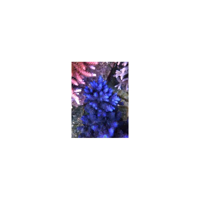 coral acropora tennius blue pq