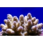 CORAL ACROPORA QUADRICOLOR PQ