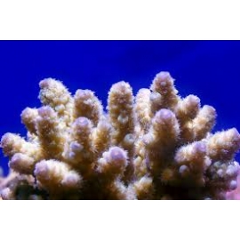 CORAL ACROPORA QUADRICOLOR PQ