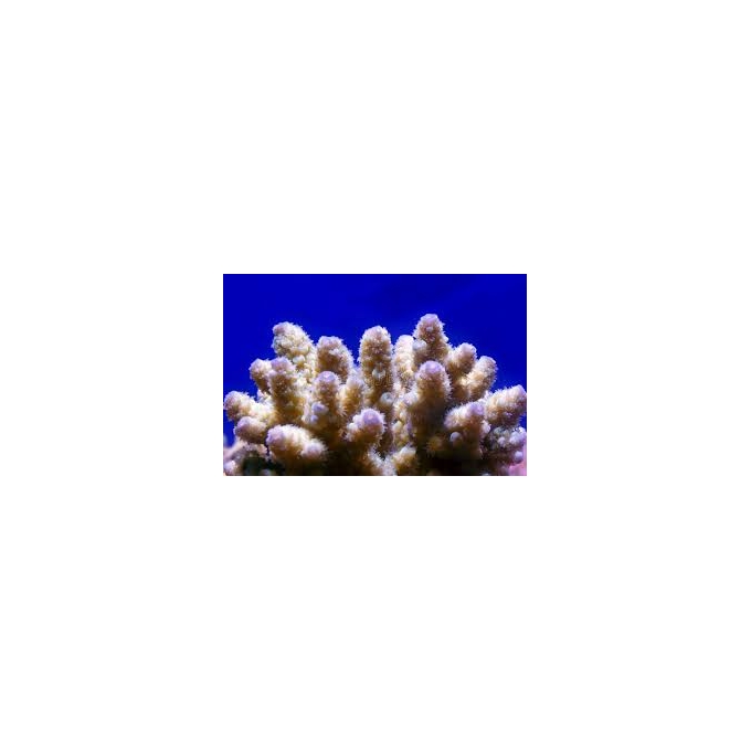 CORAL ACROPORA QUADRICOLOR PQ