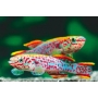KILLIFISH BLUE CLAUSENS