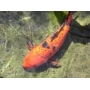 CARPA KOI MTZ