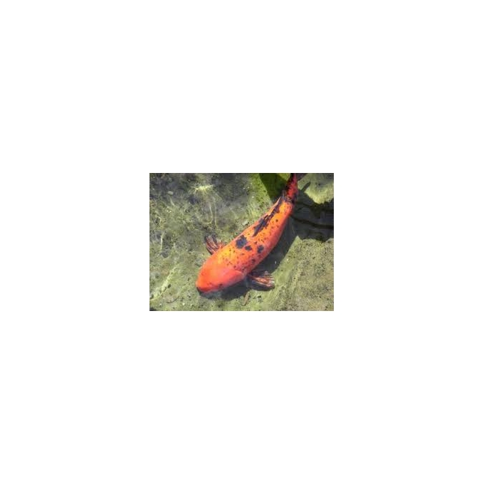 CARPA KOI MTZ
