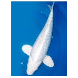 Carpa Platinum Doitsu 26 Cm