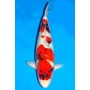 CARPA SHOWA 38 CM