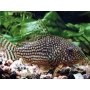Corydora Sterbai 