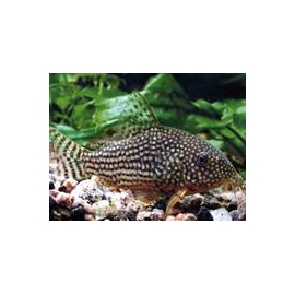 Corydora Sterbai 