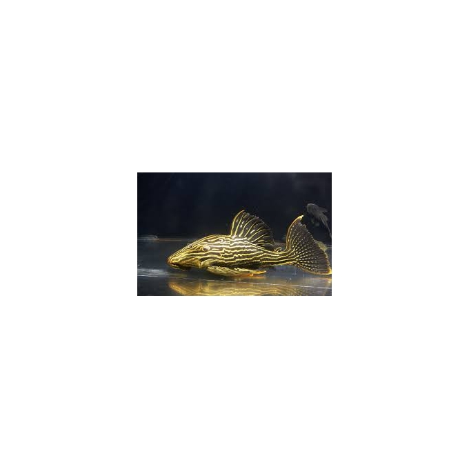 cascudo panaque l27 md