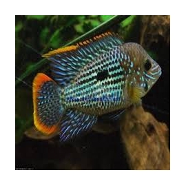 Cichlasoma Green Terror Peq