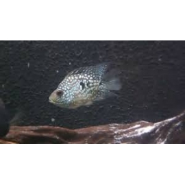 papagaio texas balao