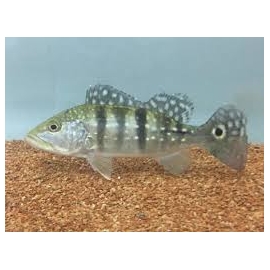 TUCUNARE AZUL 15/20 CM