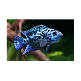 Jack Dempsey Blue Import pq